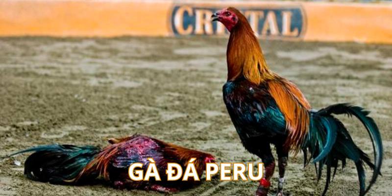 Gà đá Peru - Giống gà to lớn, dũng mãnh dùng để đá cựa