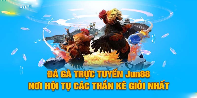 Đá Gà Trực Tuyến Jun88