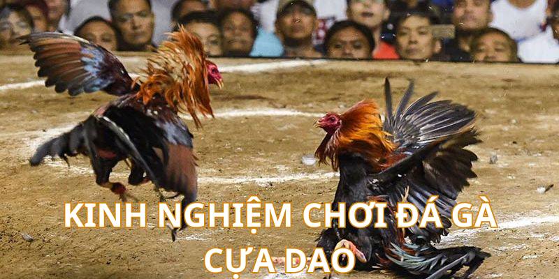 Kinh nghiệm chơi đá gà trực tuyến cựa dao từ cao thủ