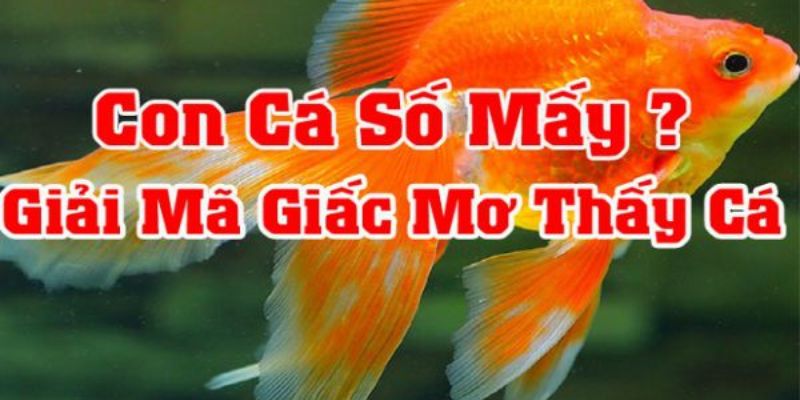 Con số may mắn khi bạn ngủ mơ thấy cá cụ thể