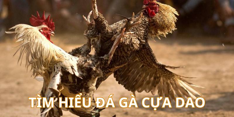 Tìm hiểu loại hình gà đá cựa dao